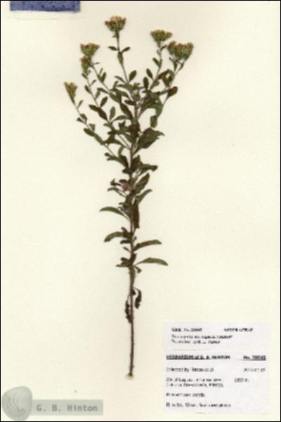 URN_catalog_HBHinton_herbarium_28045.jpg.jpg