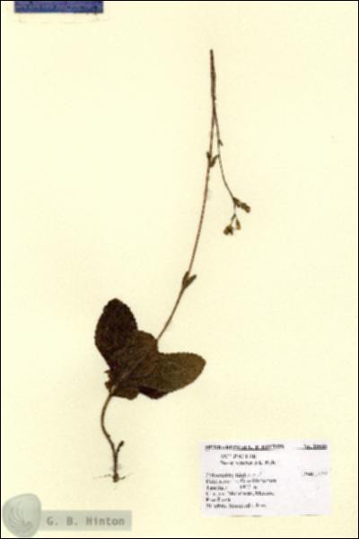 URN_catalog_HBHinton_herbarium_15586.jpg.jpg