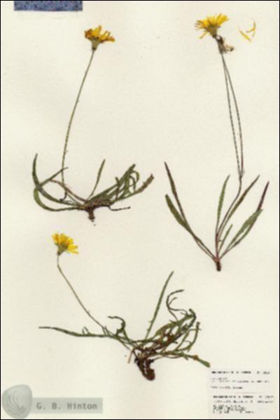 URN_catalog_HBHinton_herbarium_25117.jpg.jpg