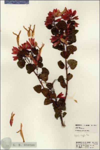 URN_catalog_HBHinton_herbarium_21370.jpg.jpg