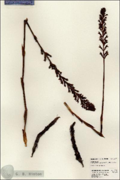 URN_catalog_HBHinton_herbarium_22917.jpg.jpg