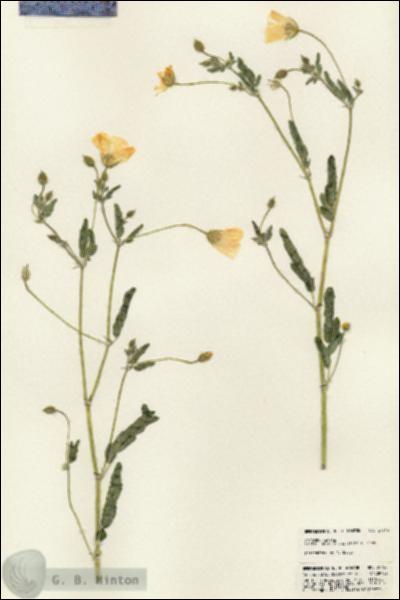 URN_catalog_HBHinton_herbarium_24744.jpg.jpg
