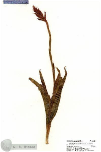 URN_catalog_HBHinton_herbarium_20482.jpg.jpg