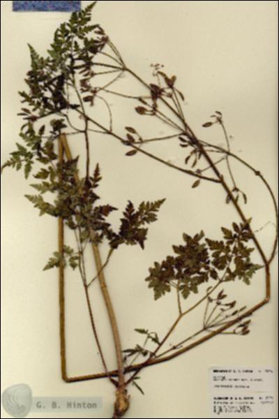 URN_catalog_HBHinton_herbarium_23254.jpg.jpg