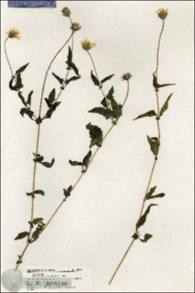 URN_catalog_HBHinton_herbarium_20573.jpg.jpg