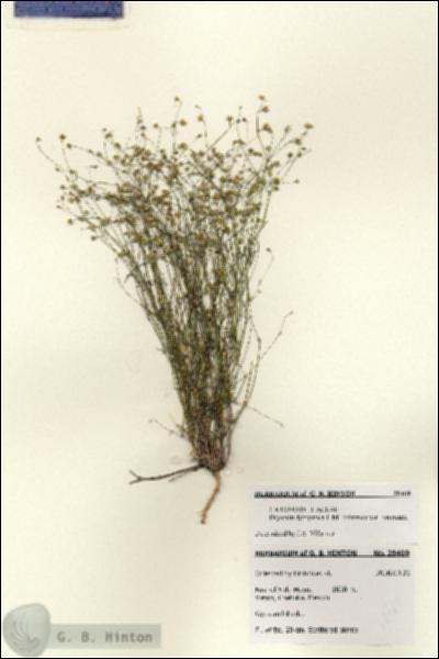 URN_catalog_HBHinton_herbarium_28469.jpg.jpg