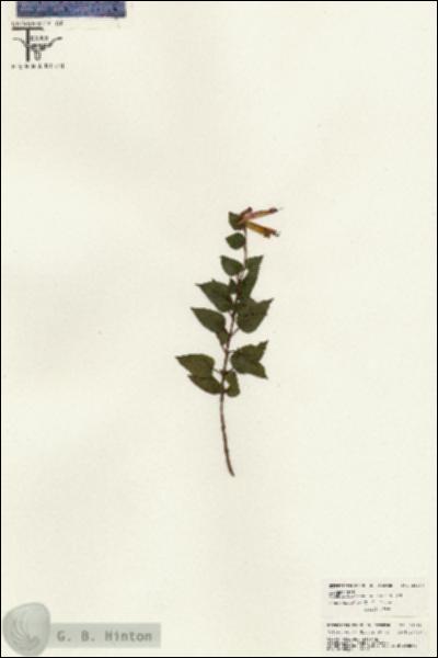 URN_catalog_HBHinton_herbarium_26438.jpg.jpg
