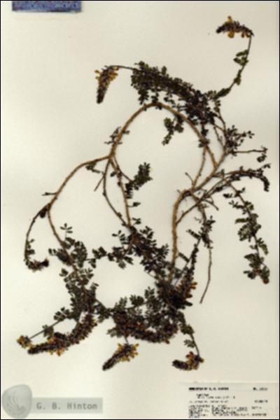 URN_catalog_HBHinton_herbarium_21335.jpg.jpg
