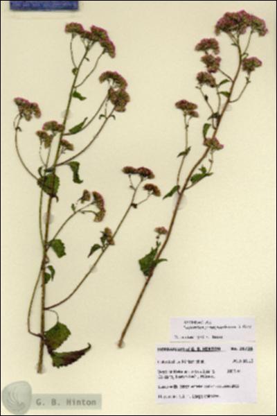 URN_catalog_HBHinton_herbarium_28734.jpg.jpg