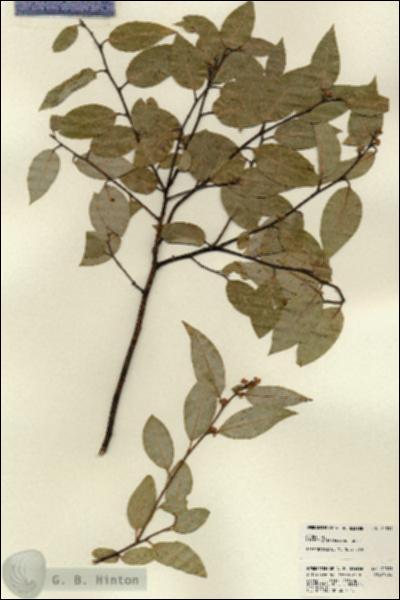 URN_catalog_HBHinton_herbarium_22831.jpg.jpg