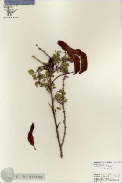 URN_catalog_HBHinton_herbarium_25745.jpg.jpg