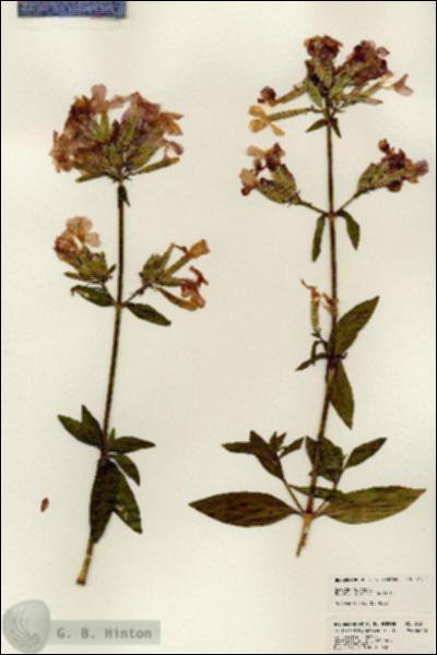 URN_catalog_HBHinton_herbarium_24341.jpg.jpg