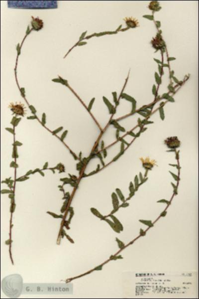 URN_catalog_HBHinton_herbarium_21428.jpg.jpg