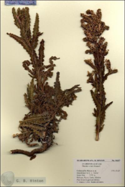 URN_catalog_HBHinton_herbarium_18327.jpg.jpg