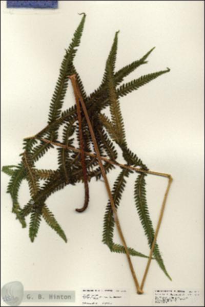 URN_catalog_HBHinton_herbarium_25251-1.jpg.jpg