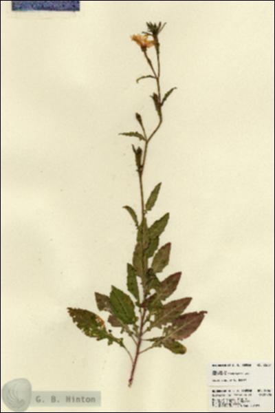 URN_catalog_HBHinton_herbarium_22667.jpg.jpg
