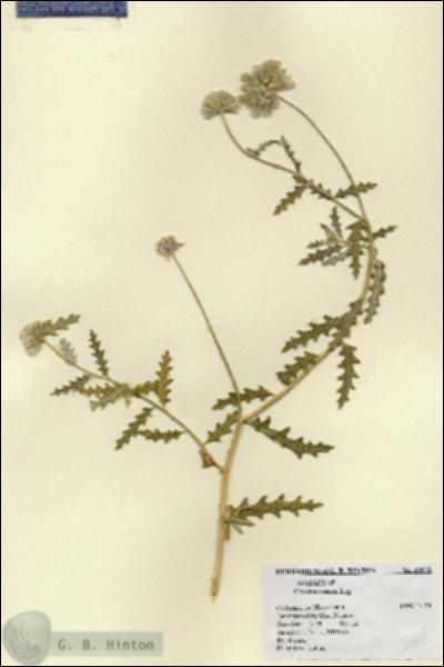 URN_catalog_HBHinton_herbarium_19978.jpg.jpg