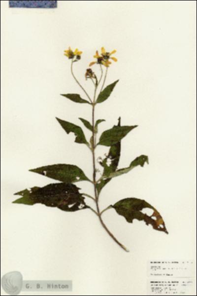 URN_catalog_HBHinton_herbarium_25074.jpg.jpg