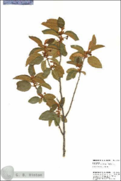 URN_catalog_HBHinton_herbarium_24502.jpg.jpg