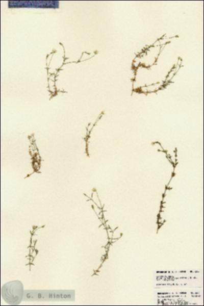 URN_catalog_HBHinton_herbarium_22821.jpg.jpg