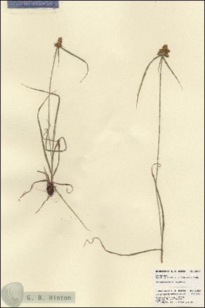 URN_catalog_HBHinton_herbarium_22049.jpg.jpg