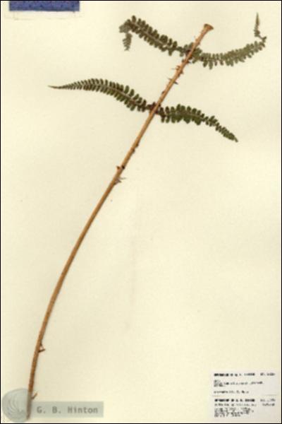 URN_catalog_HBHinton_herbarium_22654.jpg.jpg