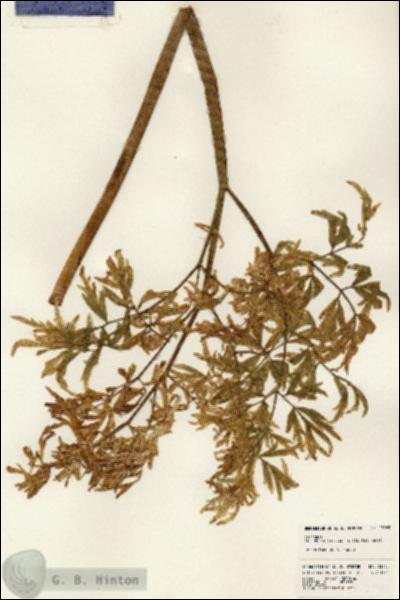 URN_catalog_HBHinton_herbarium_23965-1.jpg.jpg