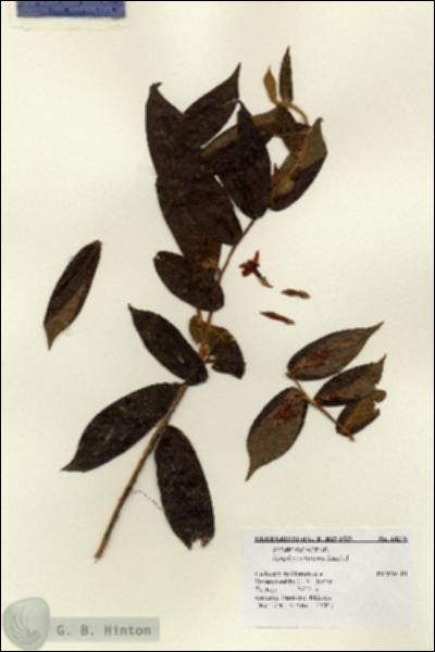 URN_catalog_HBHinton_herbarium_14276.jpg.jpg