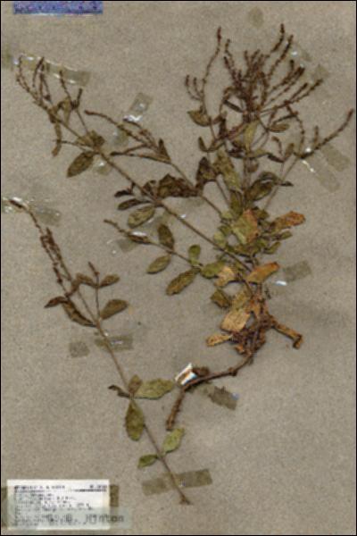 URN_catalog_HBHinton_herbarium_18010.jpg.jpg