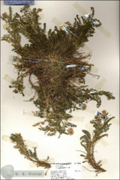 URN_catalog_HBHinton_herbarium_20207.jpg.jpg