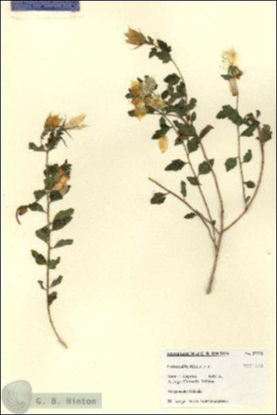 URN_catalog_HBHinton_herbarium_27771.jpg.jpg
