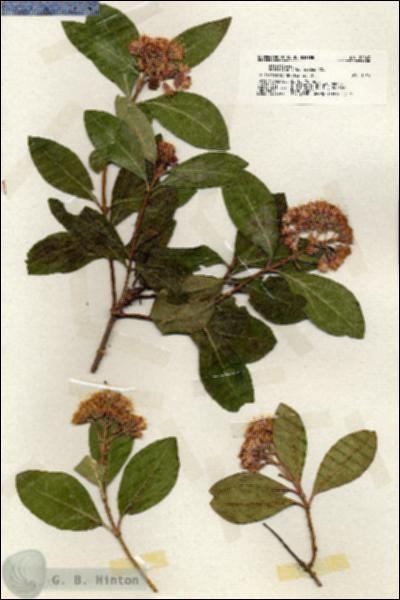 URN_catalog_HBHinton_herbarium_20043.jpg.jpg