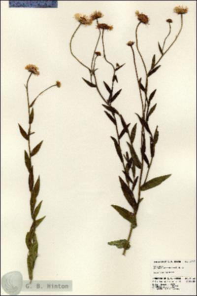 URN_catalog_HBHinton_herbarium_24563.jpg.jpg