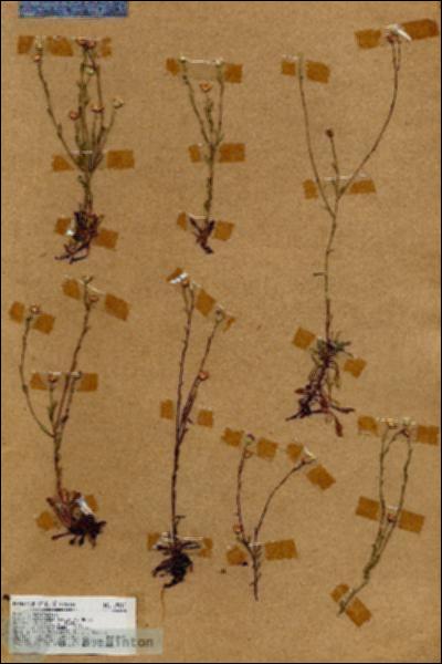 URN_catalog_HBHinton_herbarium_19017.jpg.jpg