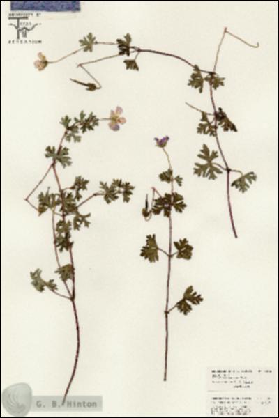 URN_catalog_HBHinton_herbarium_26389.jpg.jpg