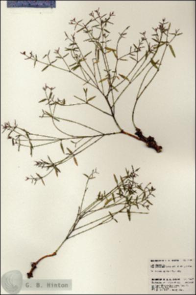 URN_catalog_HBHinton_herbarium_24497.jpg.jpg