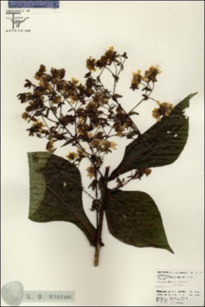 URN_catalog_HBHinton_herbarium_26632.jpg.jpg