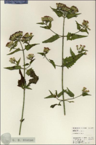 URN_catalog_HBHinton_herbarium_24998.jpg.jpg