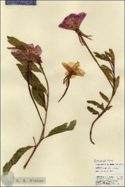 URN_catalog_HBHinton_herbarium_21943.jpg.jpg