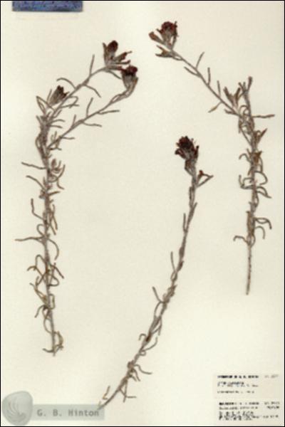 URN_catalog_HBHinton_herbarium_23371.jpg.jpg