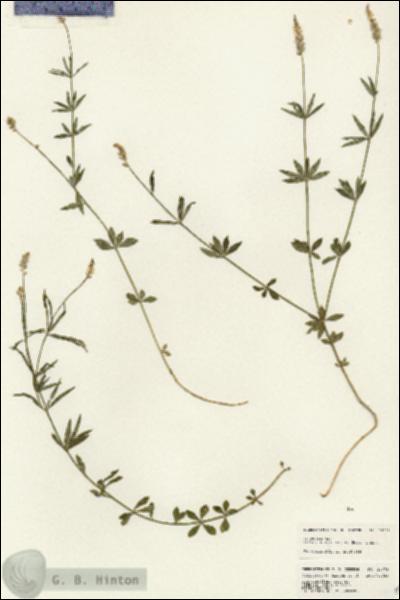 URN_catalog_HBHinton_herbarium_24678.jpg.jpg