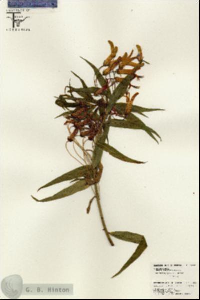 URN_catalog_HBHinton_herbarium_26295.jpg.jpg