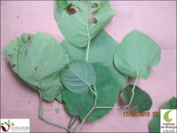 51199_S3_HJ2_20130614_023_001.jpg.jpg