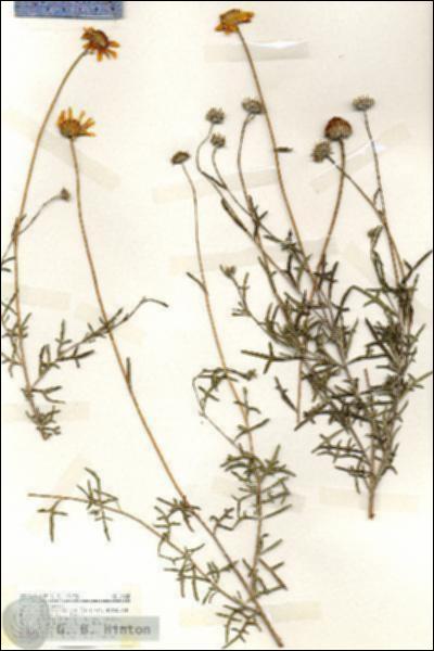 URN_catalog_HBHinton_herbarium_18488.jpg.jpg