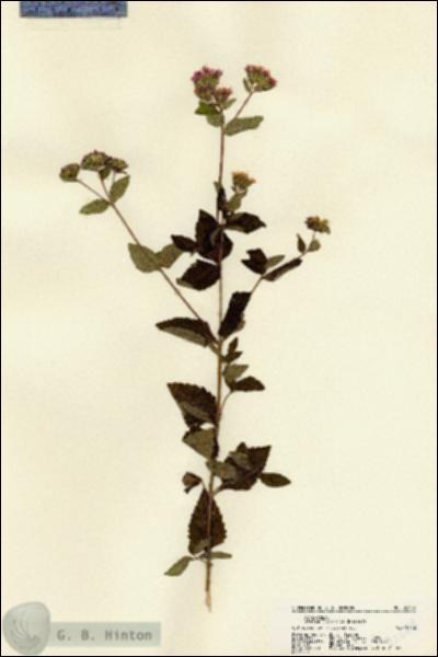 URN_catalog_HBHinton_herbarium_22584.jpg.jpg