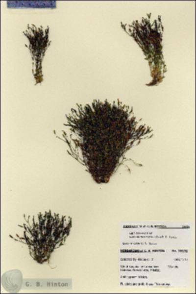 URN_catalog_HBHinton_herbarium_28026.jpg.jpg