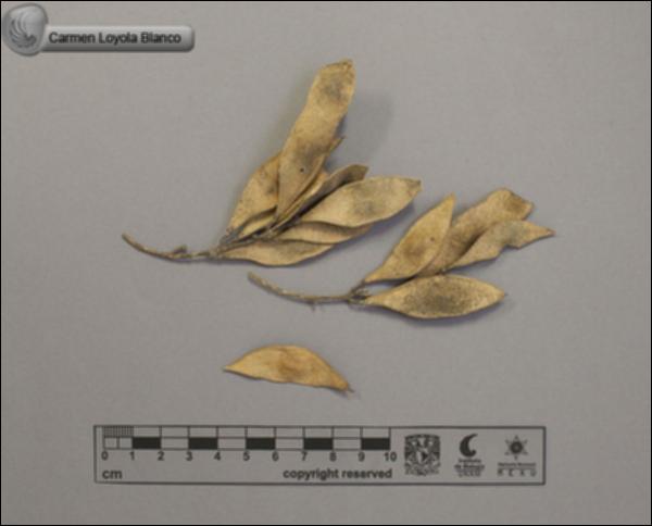 Lonchocarpus-latifolius-FS4103.jpg.jpg