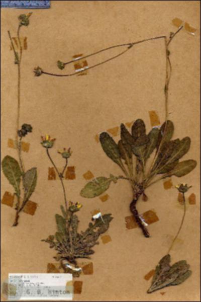 URN_catalog_HBHinton_herbarium_18672.jpg.jpg