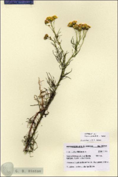 URN_catalog_HBHinton_herbarium_28757.jpg.jpg