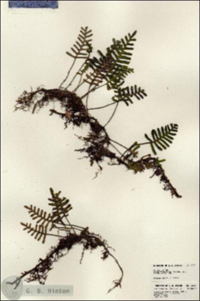 URN_catalog_HBHinton_herbarium_24121.jpg.jpg